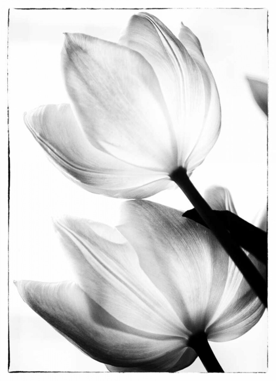 Translucent Tulips II Poster Print by Debra Van Swearingen - Item # VARPDX16795P